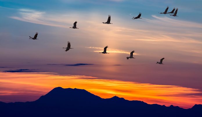 migratory
