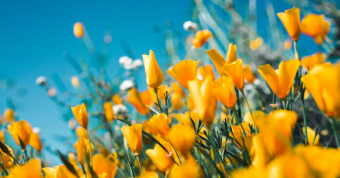 spring_flowers_1529x800-696x364